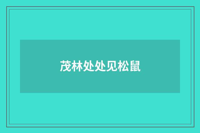 茂林处处见松鼠