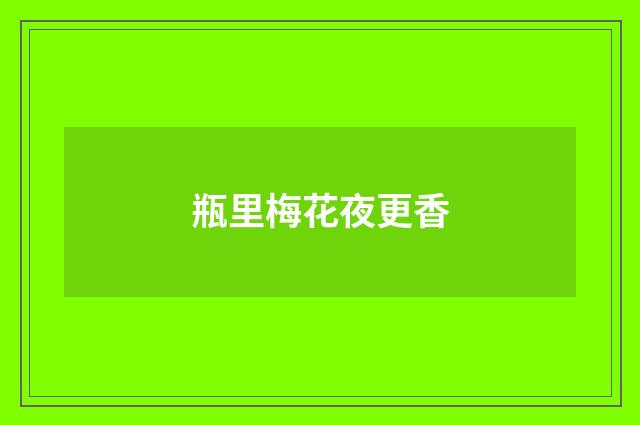 瓶里梅花夜更香