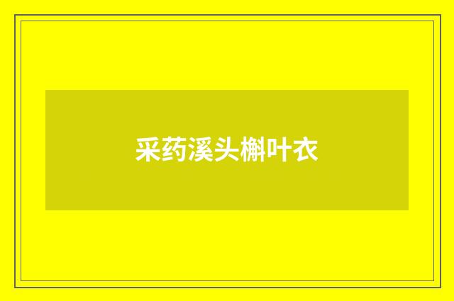 采药溪头槲叶衣