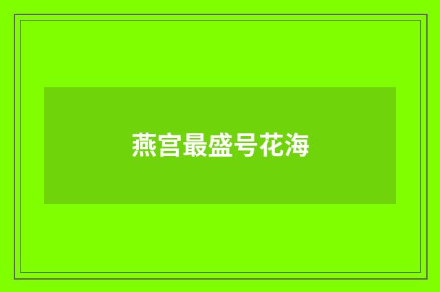 燕宫最盛号花海