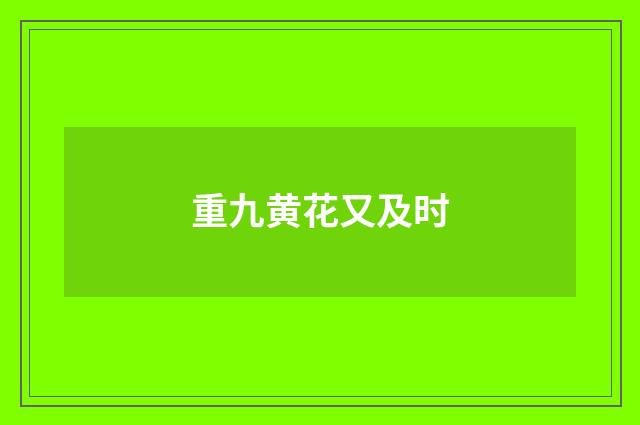 重九黄花又及时