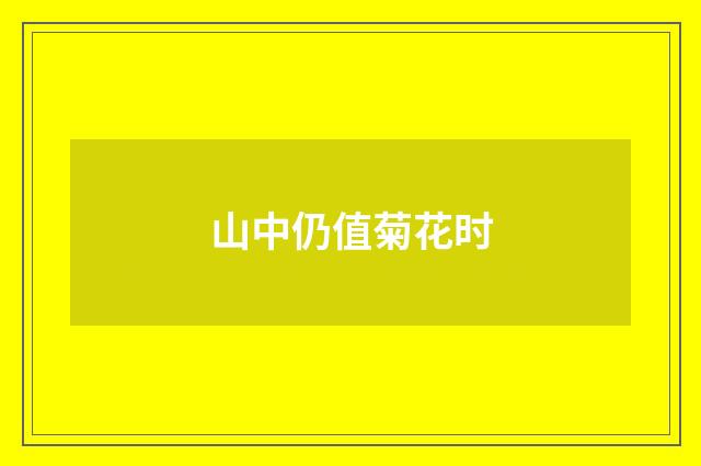 山中仍值菊花时