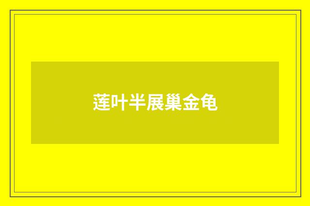 莲叶半展巢金龟