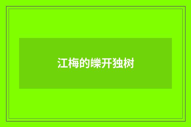 江梅的皪开独树