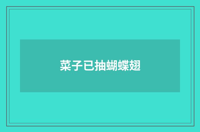 菜子已抽蝴蝶翅