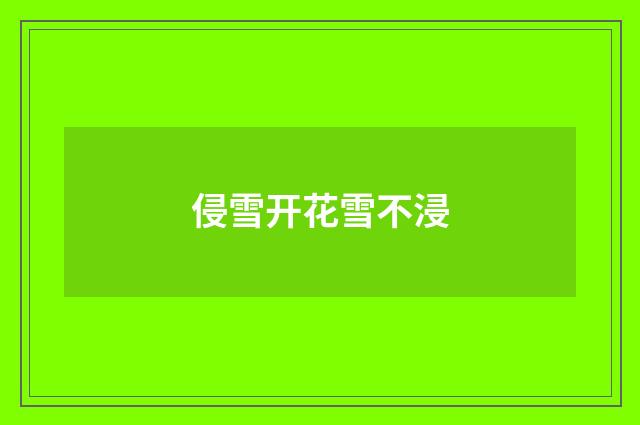 侵雪开花雪不浸