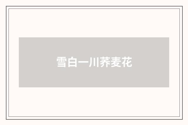 雪白一川荞麦花