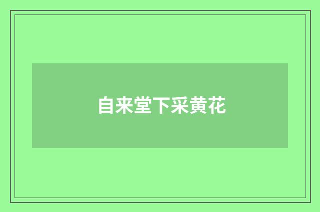 自来堂下采黄花