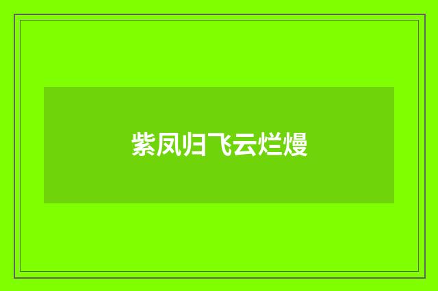 紫凤归飞云烂熳