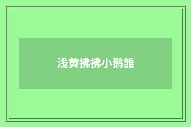 浅黄拂拂小鹅雏