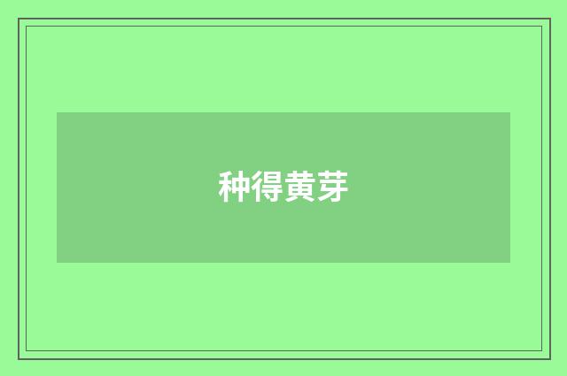 种得黄芽