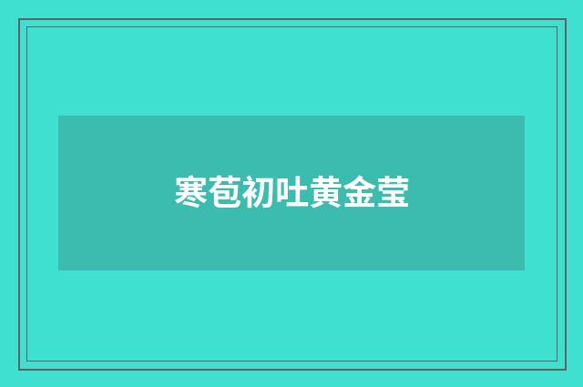 寒苞初吐黄金莹