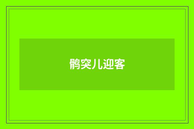 鹘突儿迎客