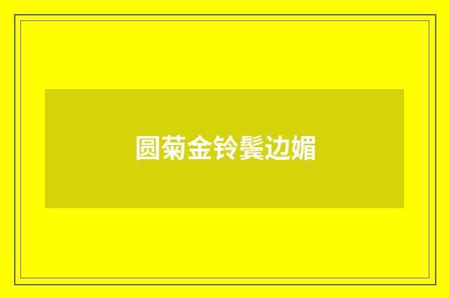 圆菊金铃鬓边媚