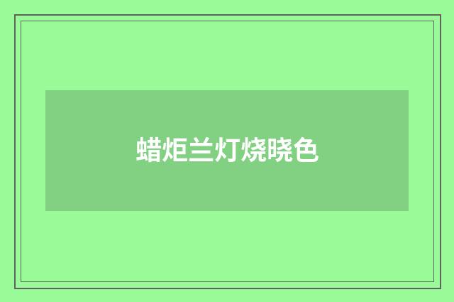 蜡炬兰灯烧晓色