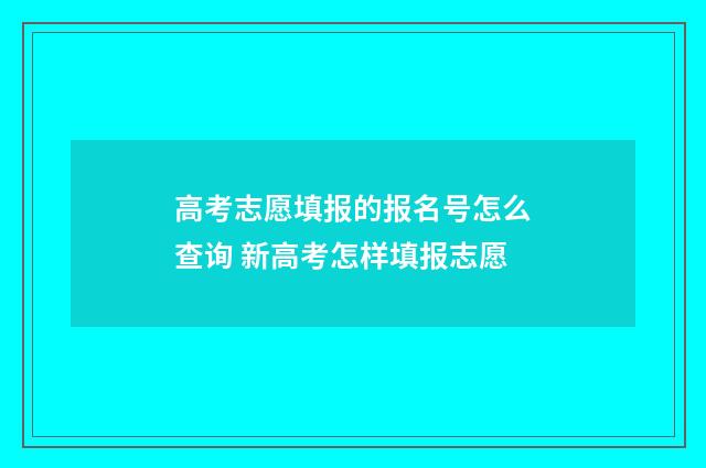 高考志愿填报的报名号怎么查询 新高考怎样填报志愿